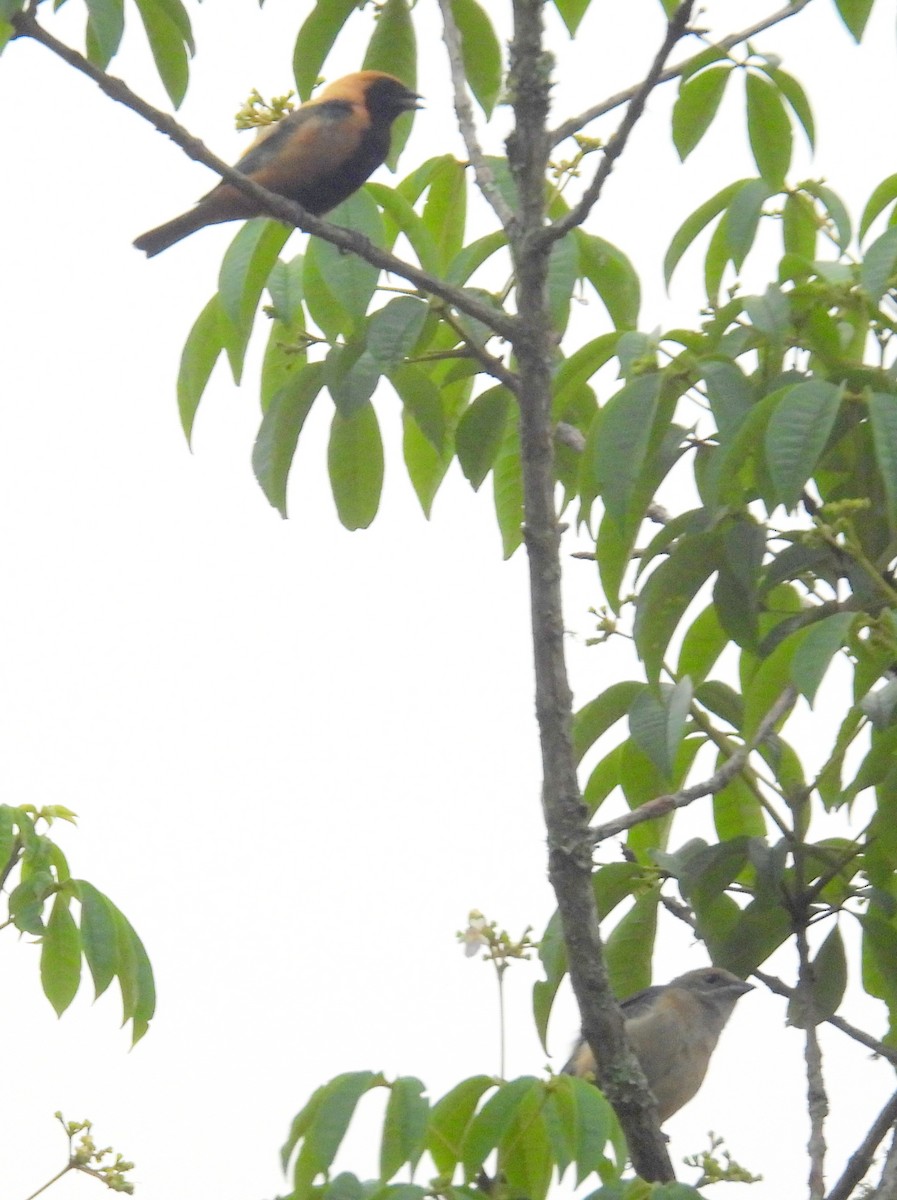 Burnished-buff Tanager (Stripe-bellied) - ML614683543