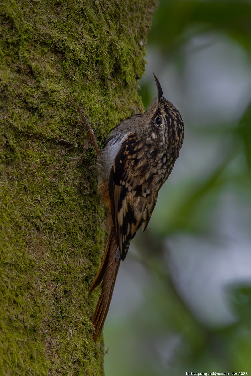 Hume's Treecreeper - Nattapong Banhomglin