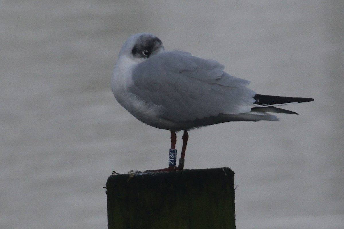 Mouette rieuse - ML614683582