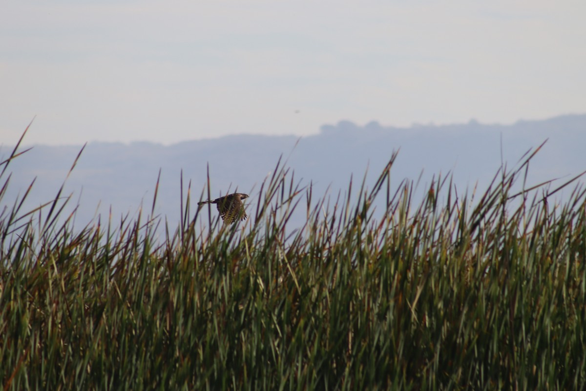 Accipiter sp. - Jose Manuel Basurto Rodriguez