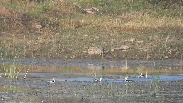 Cotton Pygmy-Goose - ML614683588