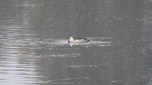 Cotton Pygmy-Goose - ML614683589