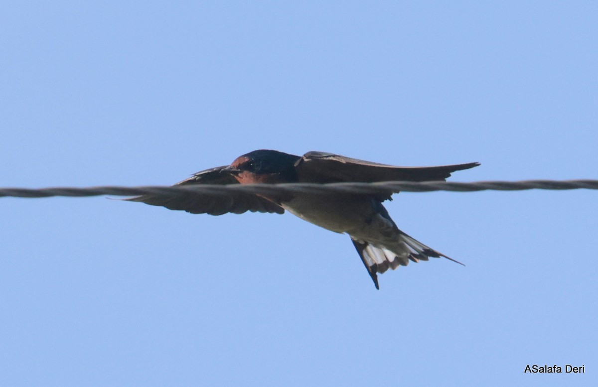 Golondrina Angoleña - ML614683618