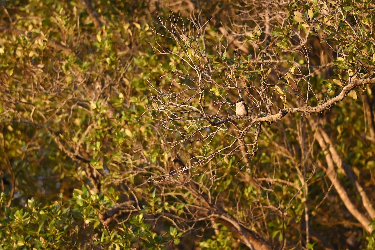 Sacred Kingfisher - ML614683620