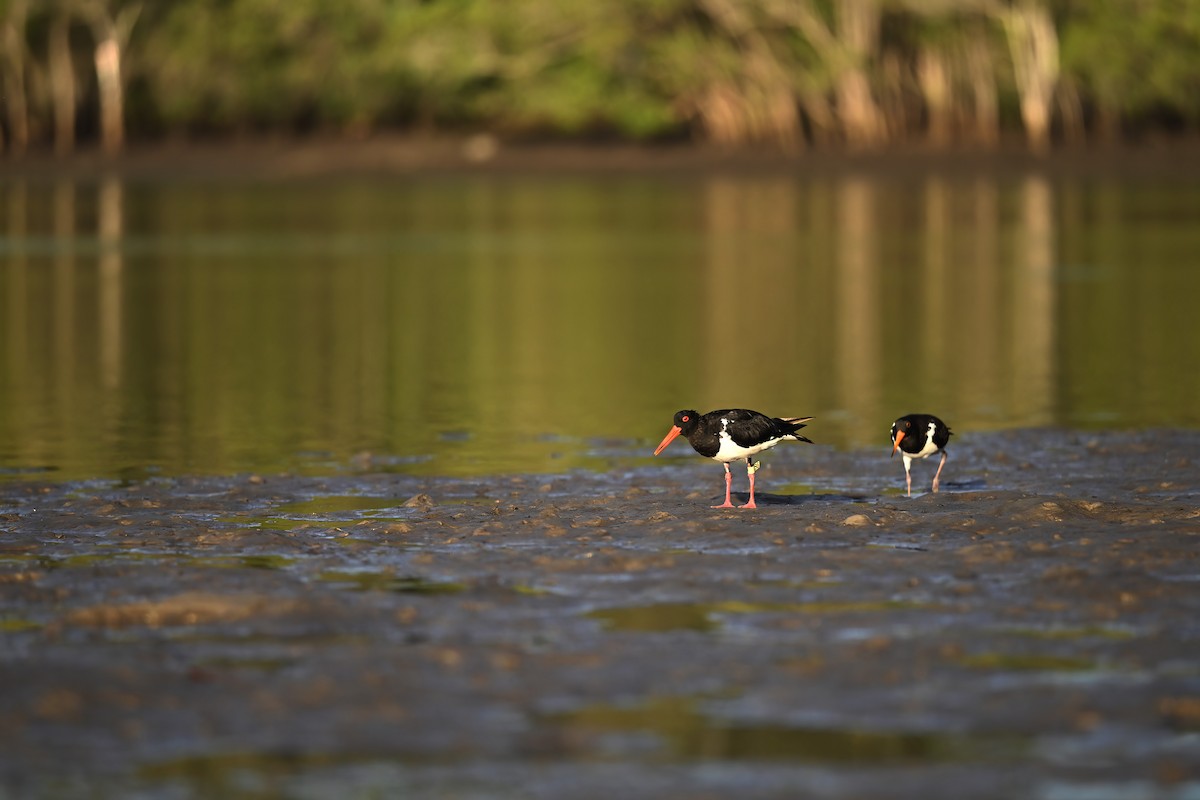 Pied Oystercatcher - ML614683622