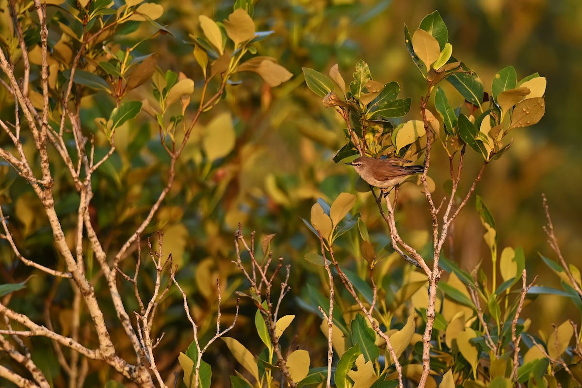 Mangrove Gerygone - ML614683628