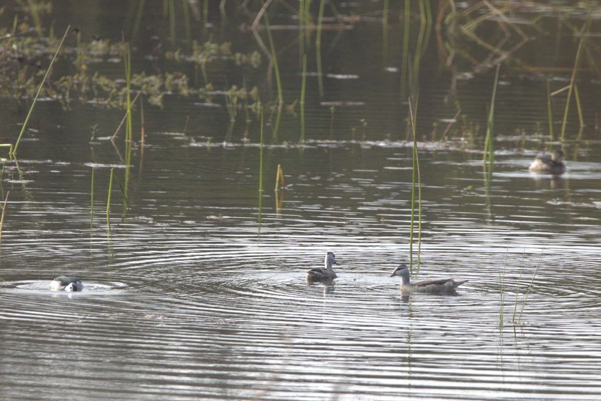 Cotton Pygmy-Goose - ML614683632