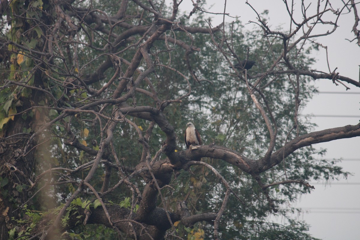 Accipitridae sp. (eagle sp.) - ML614683653