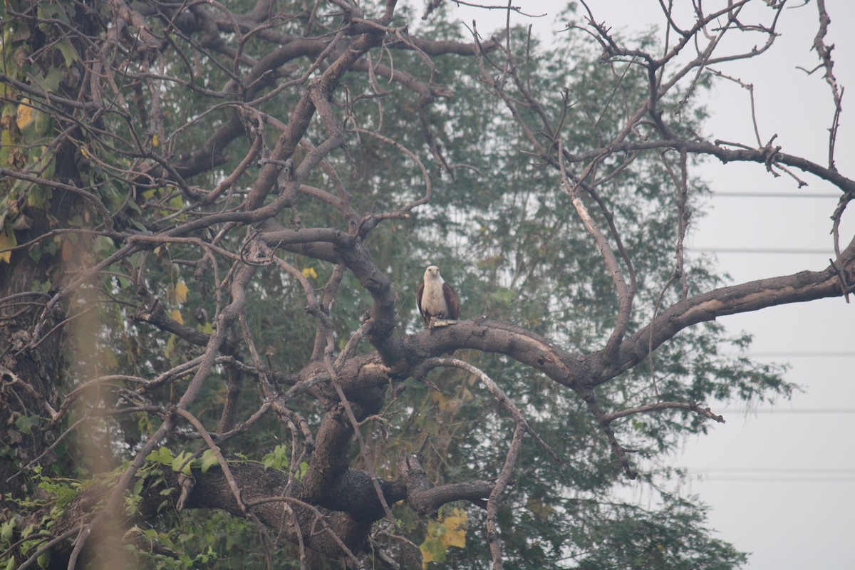 Accipitridae sp. (eagle sp.) - ML614683654