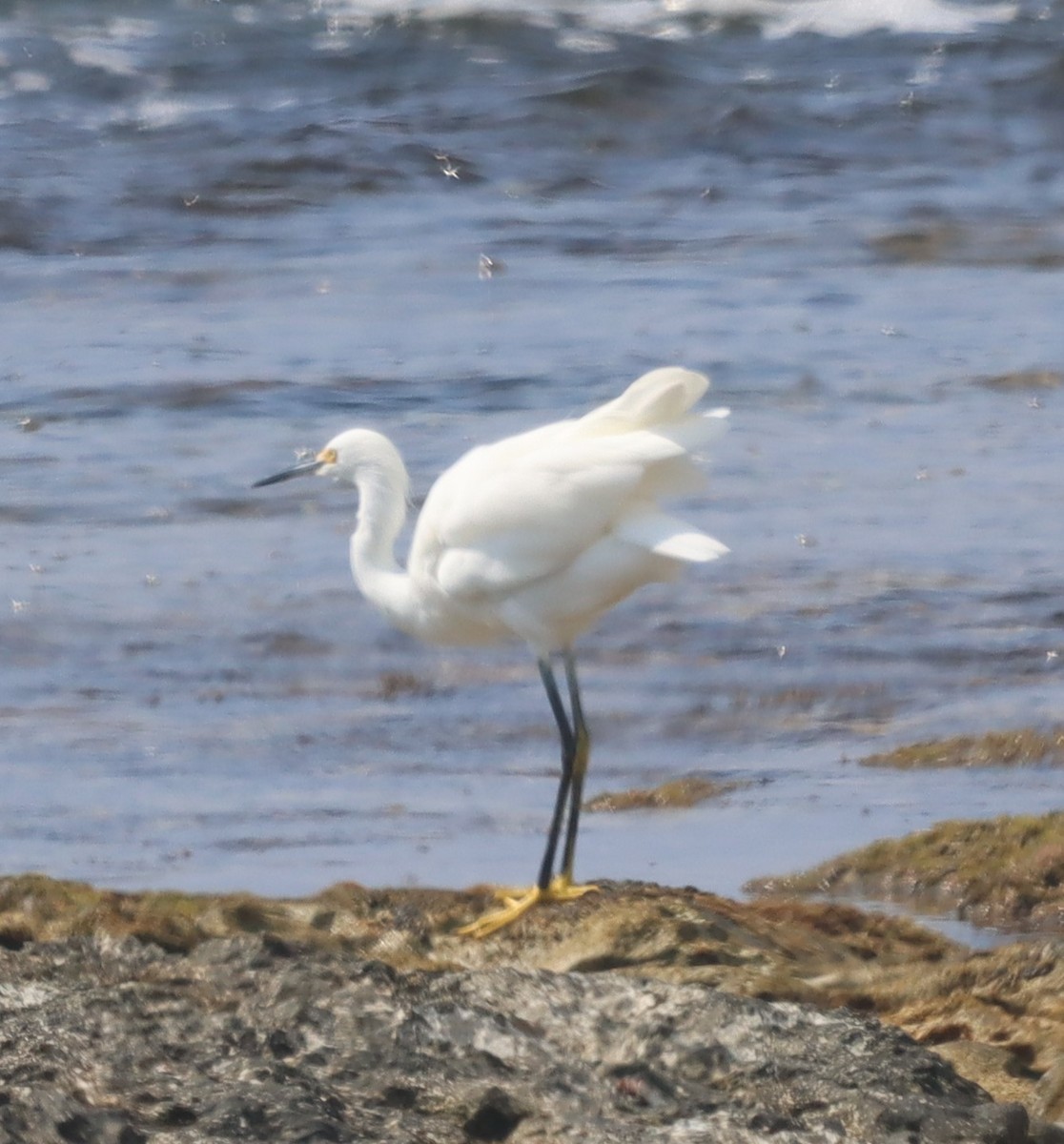 Snowy Egret - ML614683671