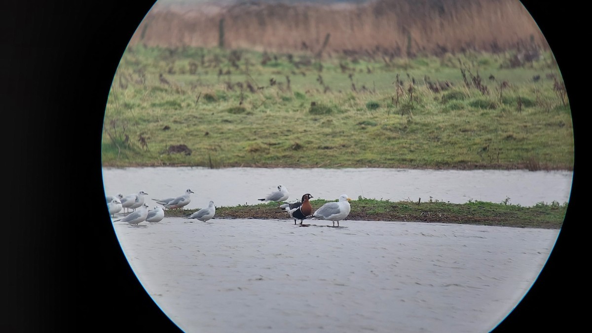 Red-breasted Goose - ML614683672