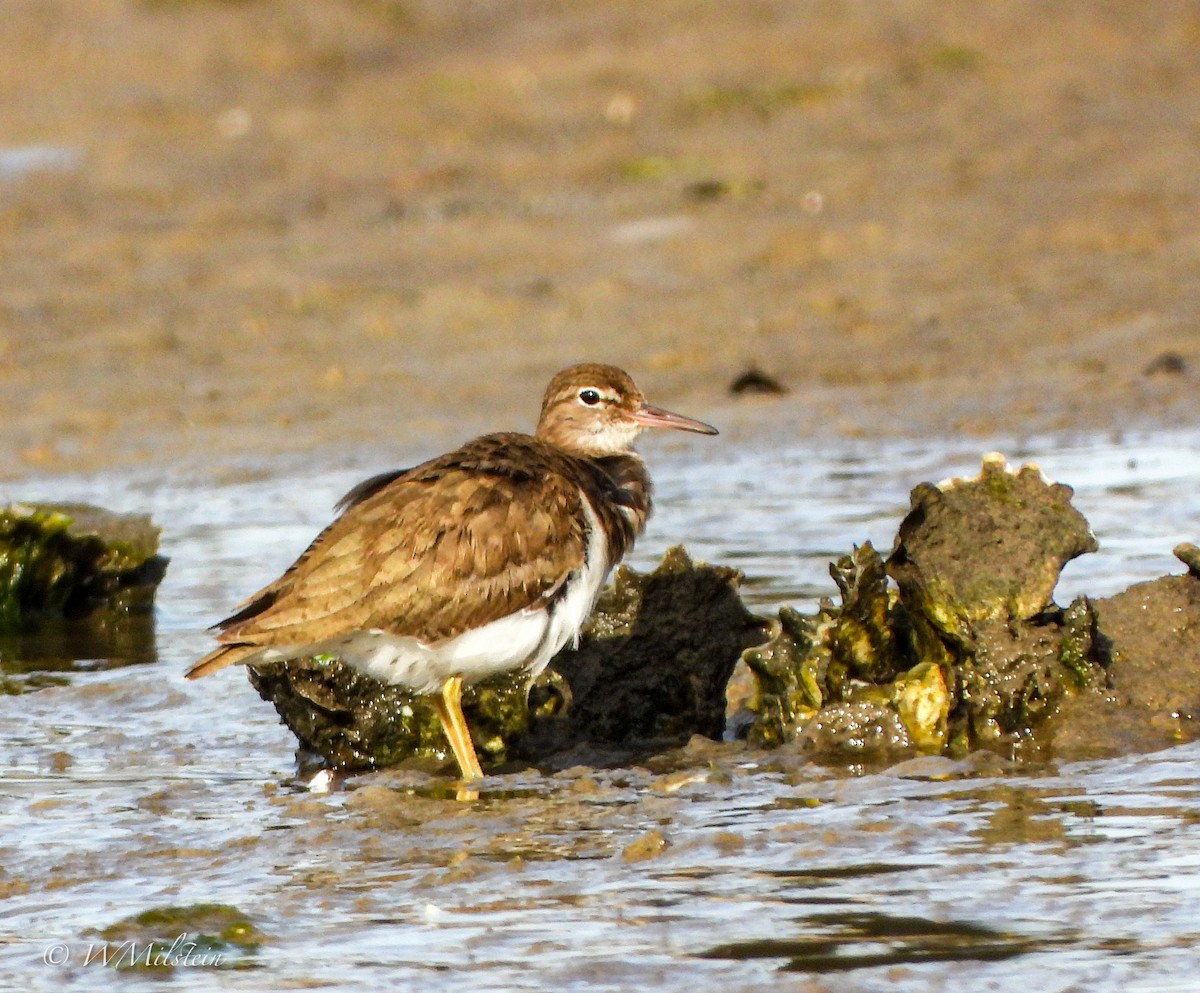 Spotted Sandpiper - ML614683713