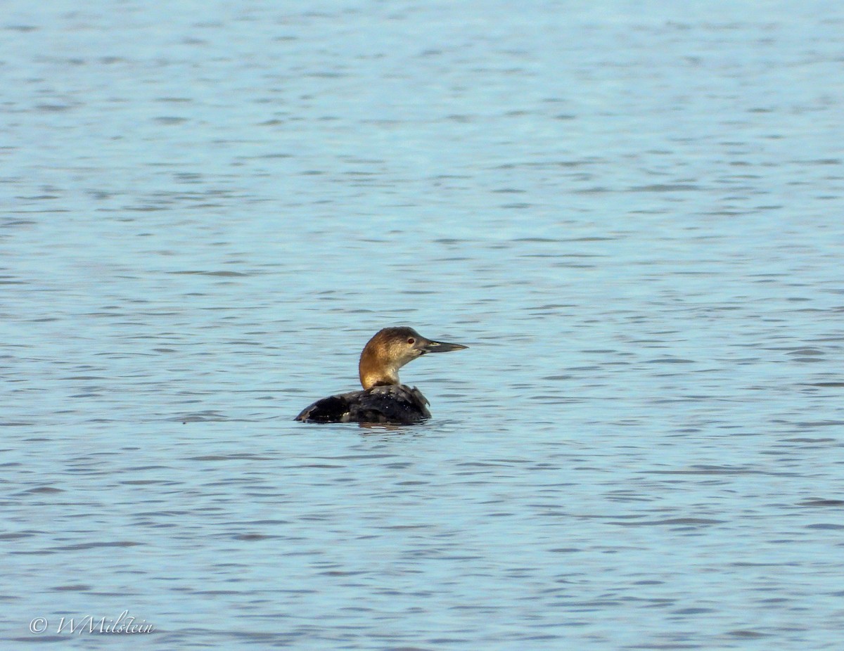 Plongeon huard - ML614683722