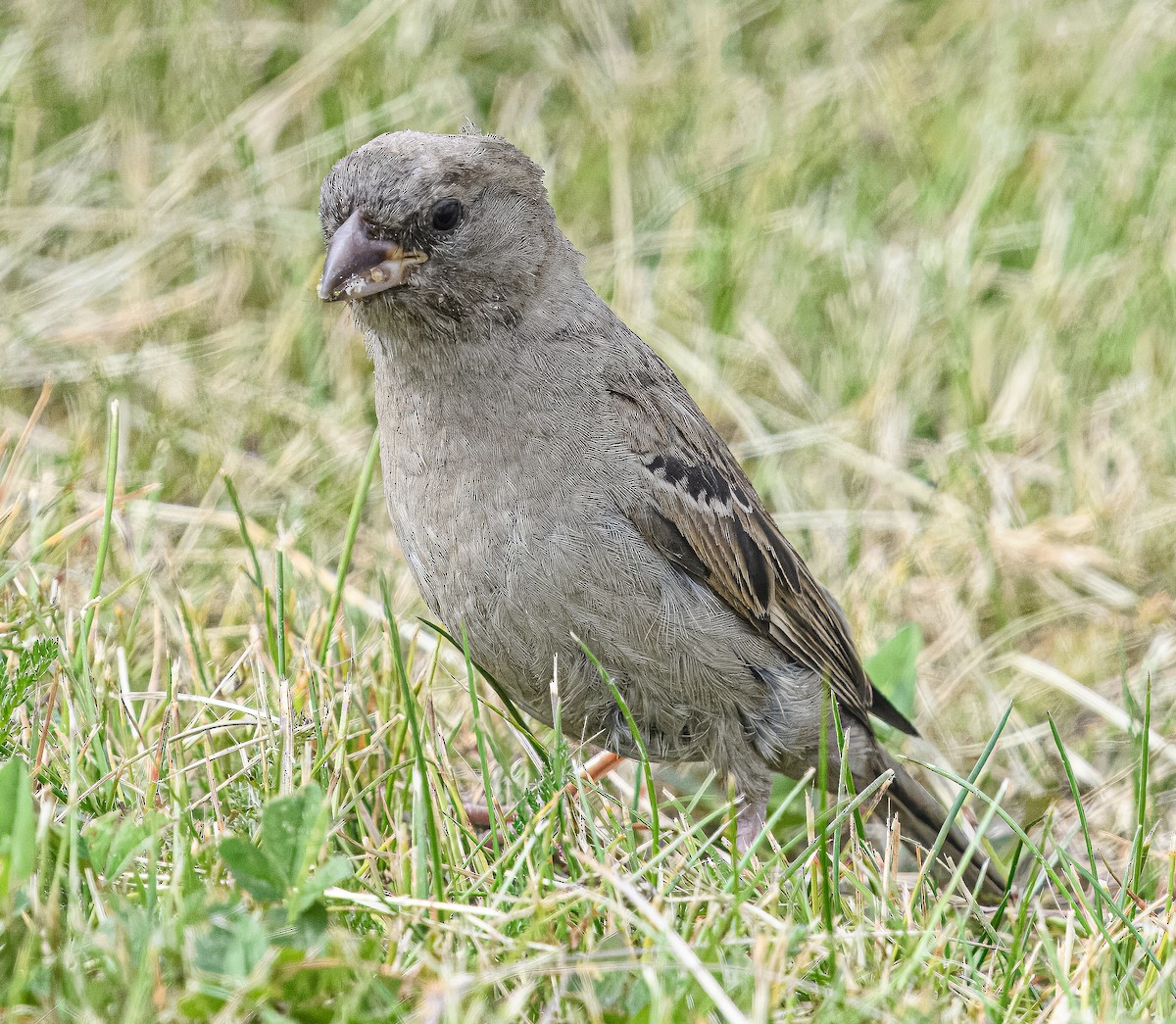 House Sparrow - Bert Filemyr