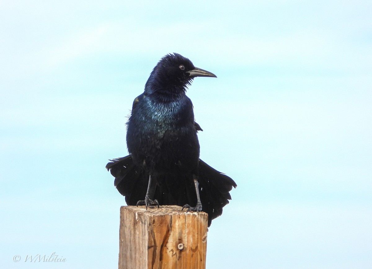 Boat-tailed Grackle - Wendy Milstein