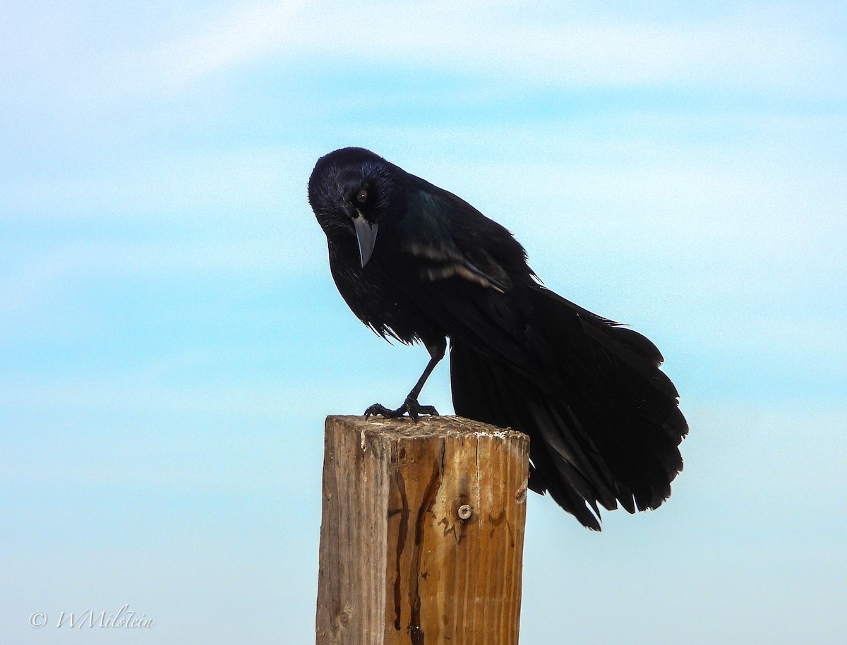 Boat-tailed Grackle - ML614683742