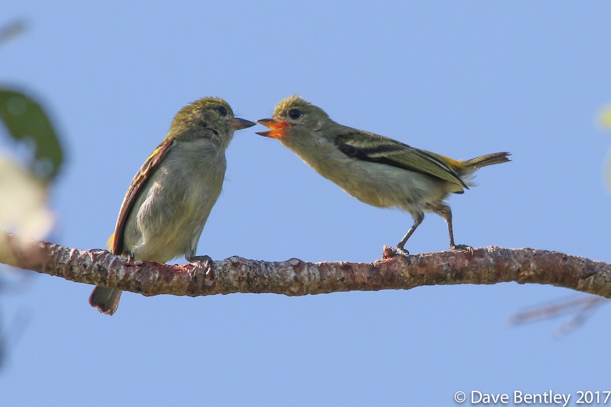 Green Tinkerbird - Dave Bentley