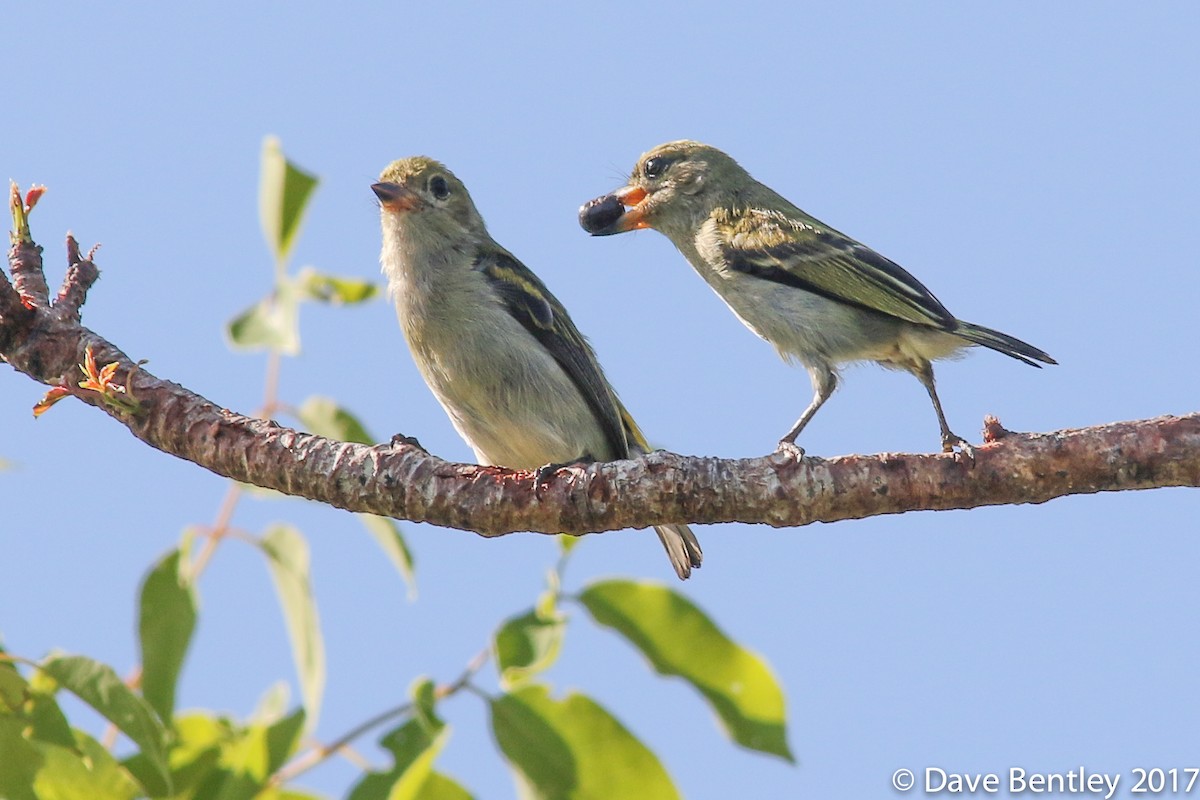 Green Tinkerbird - Dave Bentley