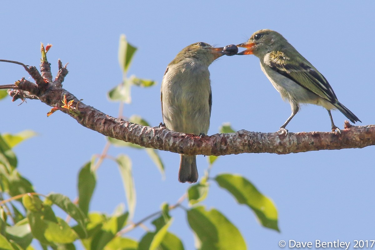 Green Tinkerbird - Dave Bentley