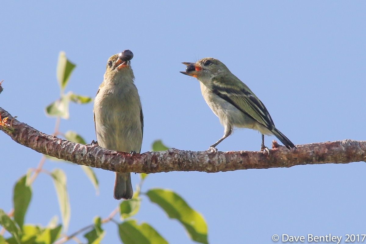 Yeşil Cüce Barbet - ML614683748