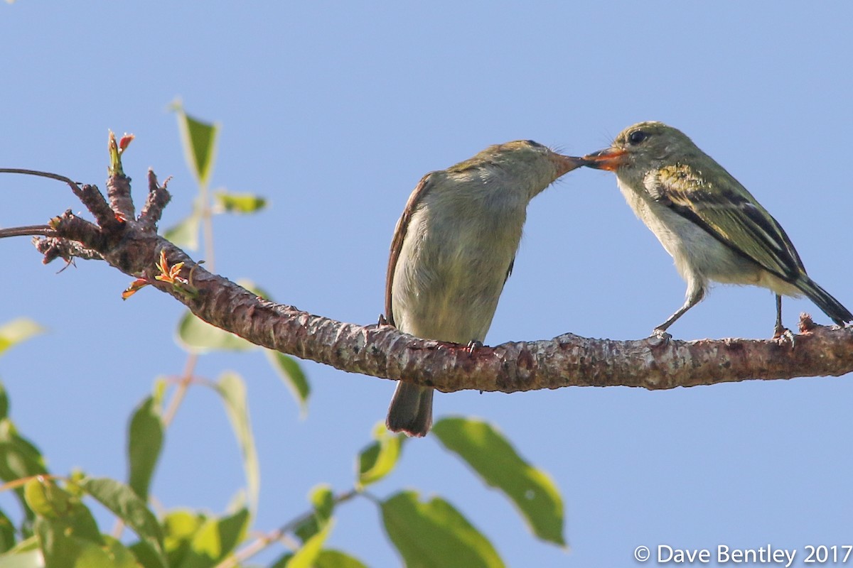 Green Tinkerbird - ML614683750