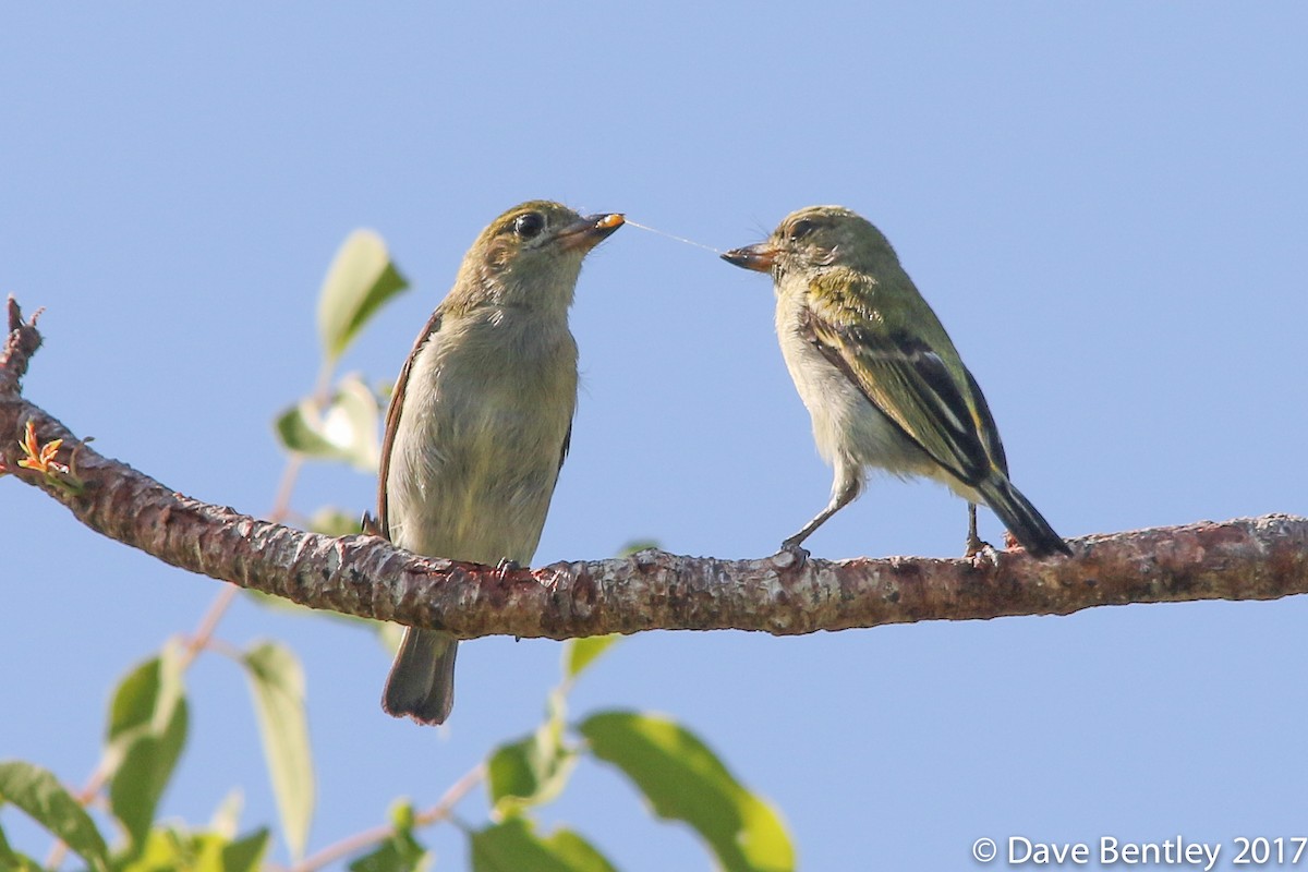 Green Tinkerbird - ML614683751