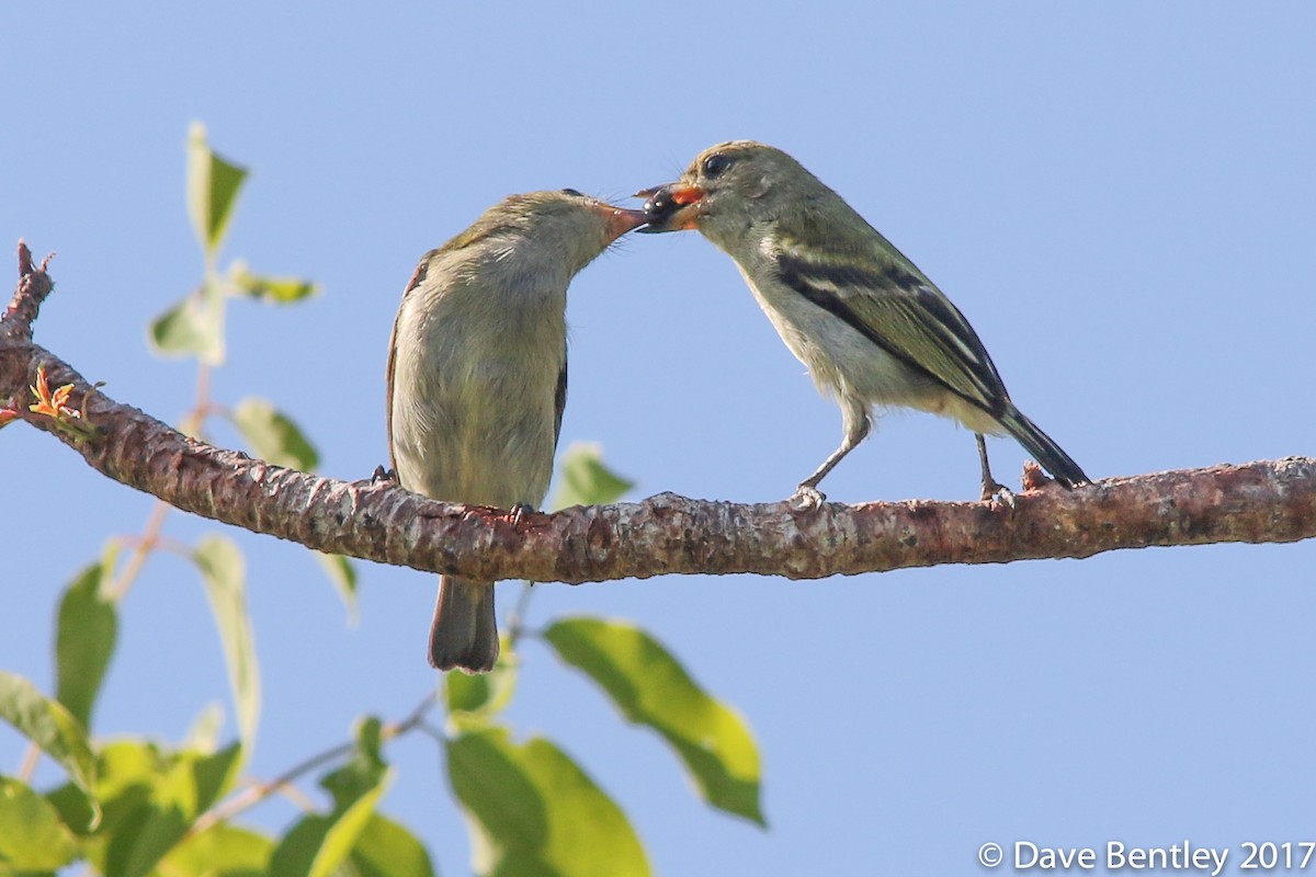 Yeşil Cüce Barbet - ML614683752