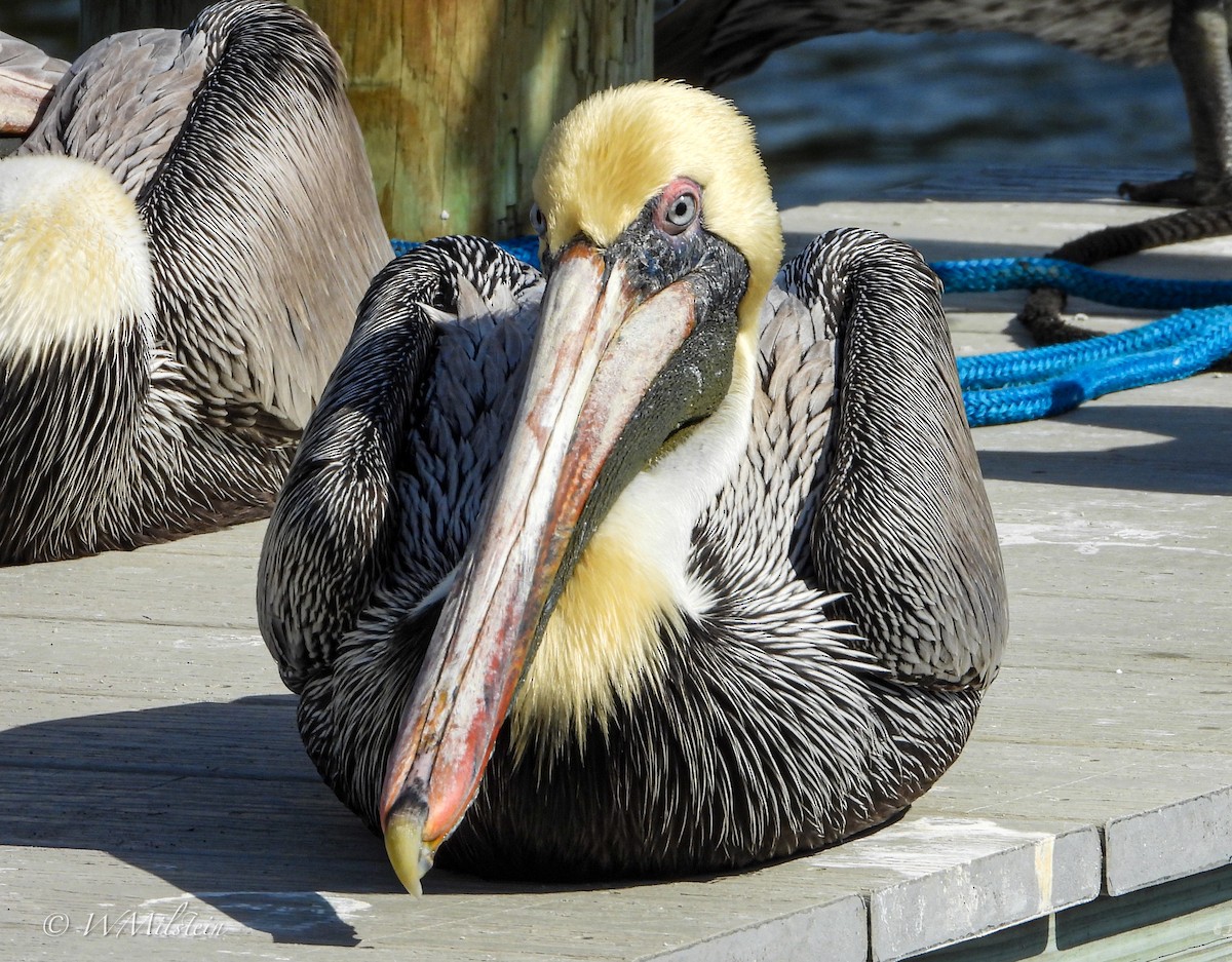 Brown Pelican - ML614683772