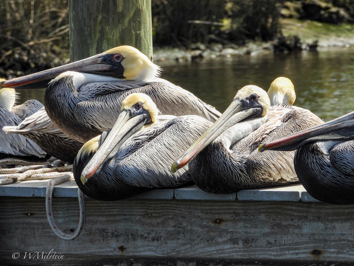 Brown Pelican - ML614683773