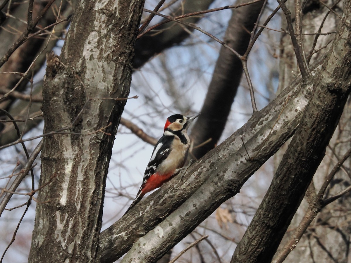 Great Spotted Woodpecker - ML614683785