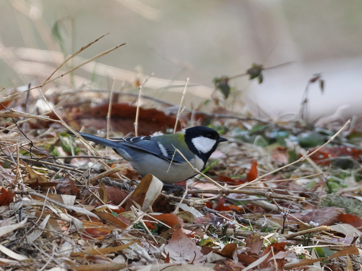 Japanese Tit - ML614683792