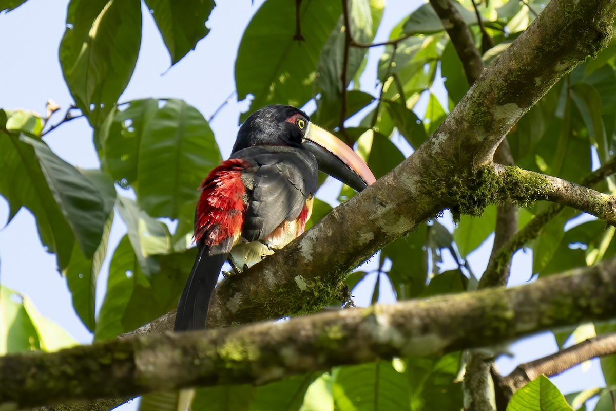 Fiery-billed Aracari - Paul Beerman