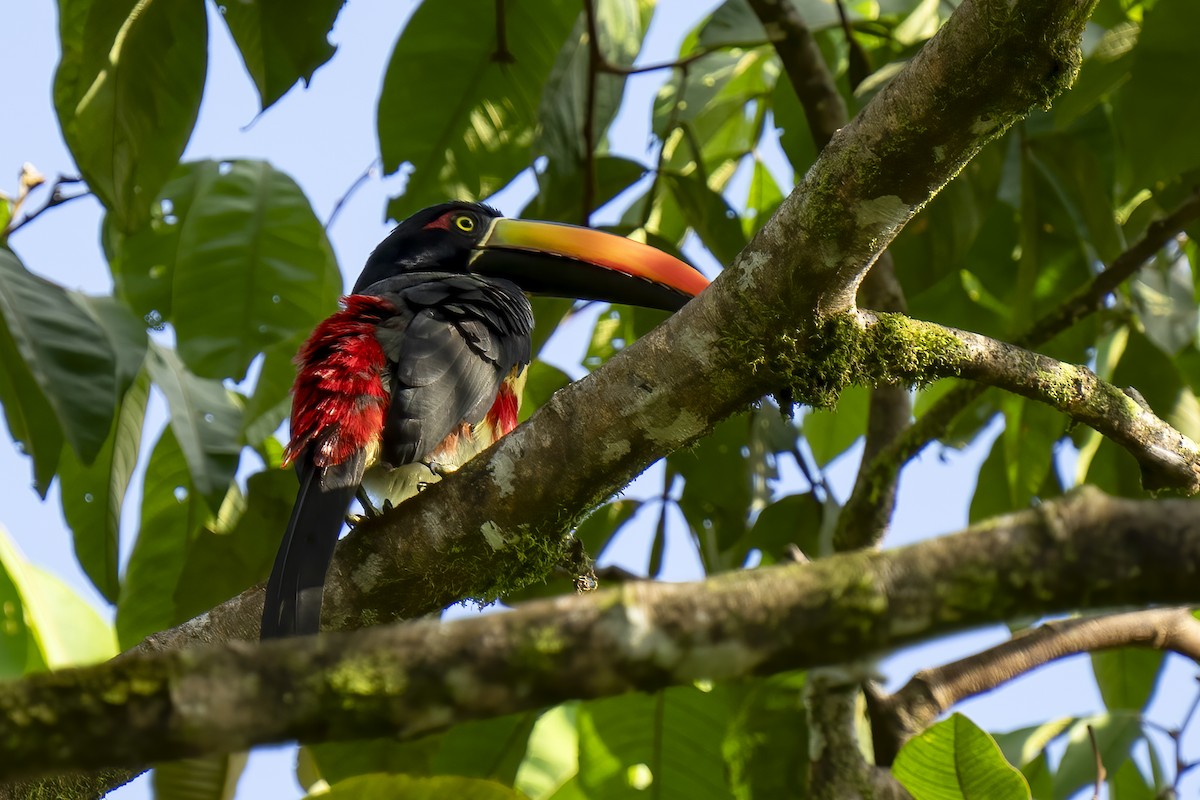 Fiery-billed Aracari - Paul Beerman