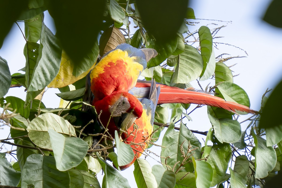 Scarlet Macaw - Paul Beerman