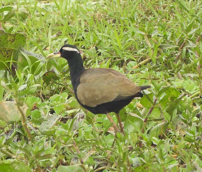 Bronze-winged Jacana - ML614683808