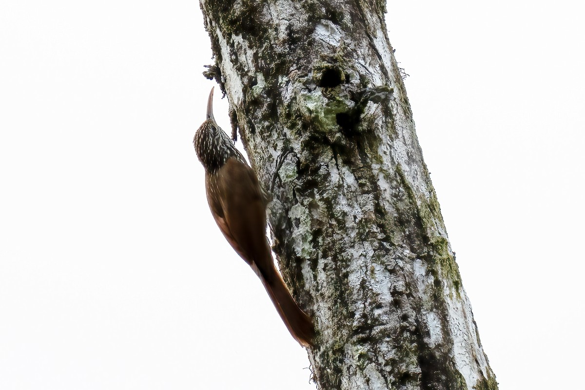 Streak-headed Woodcreeper - Paul Beerman