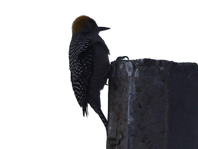 Golden-cheeked Woodpecker - ML614683816