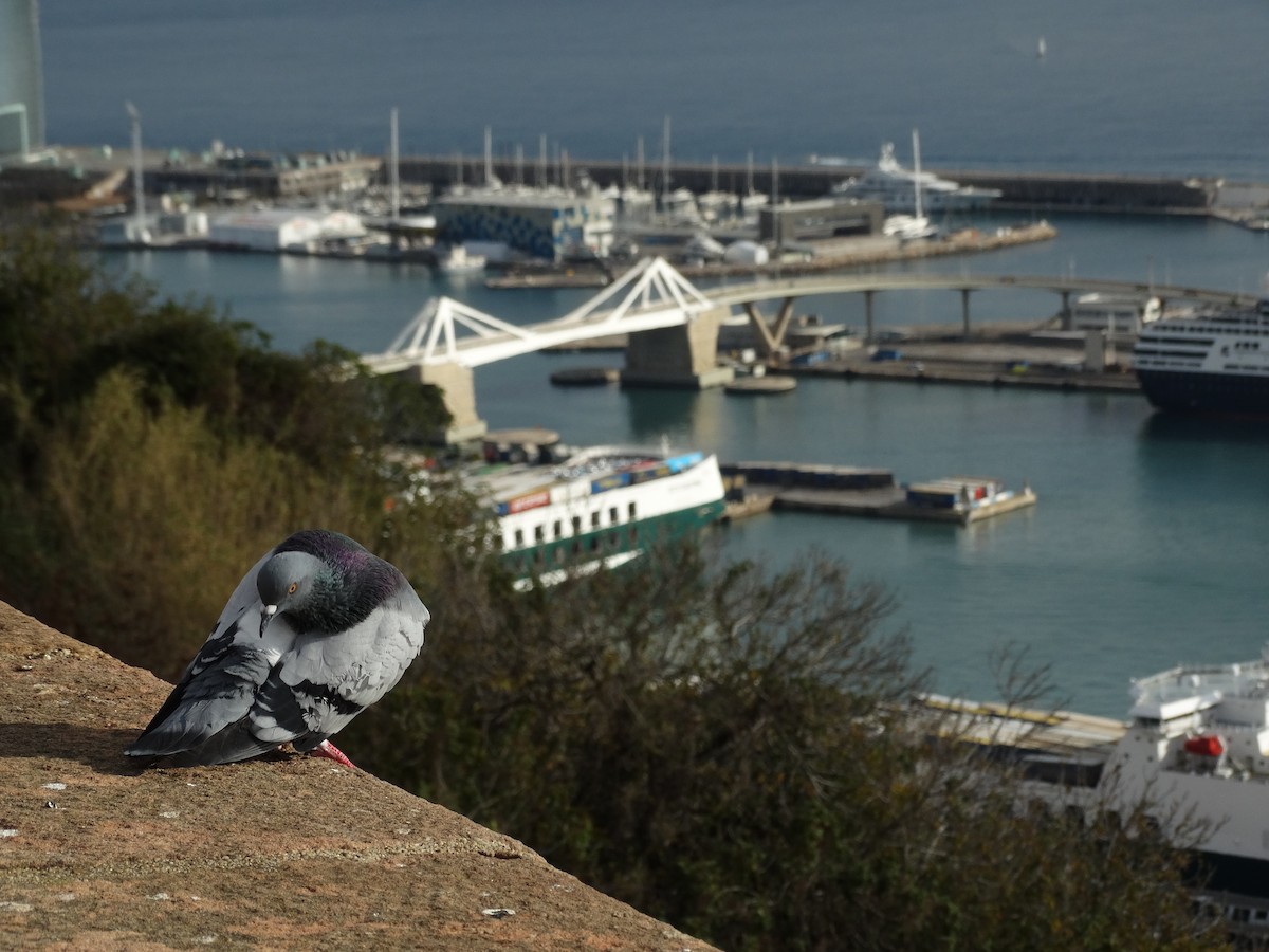 Rock Pigeon - Nuno Almeida