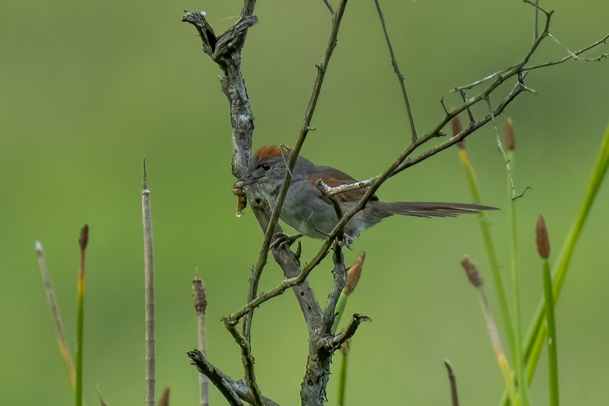 Pale-breasted Spinetail - Paul Beerman