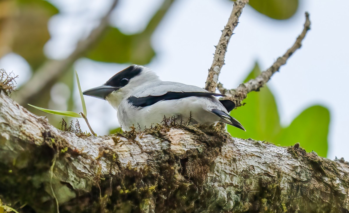 Black-crowned Tityra - Paul Beerman