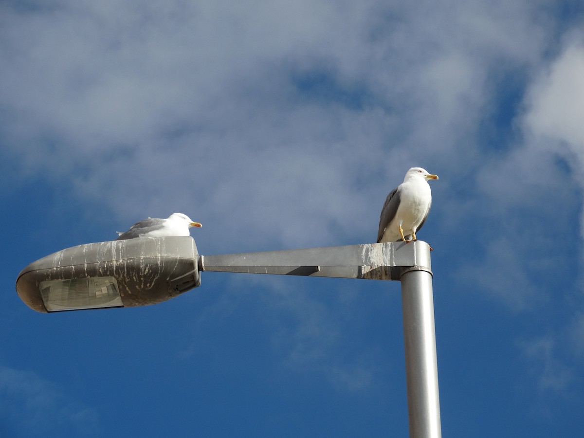 Yellow-legged Gull (michahellis) - ML614683827