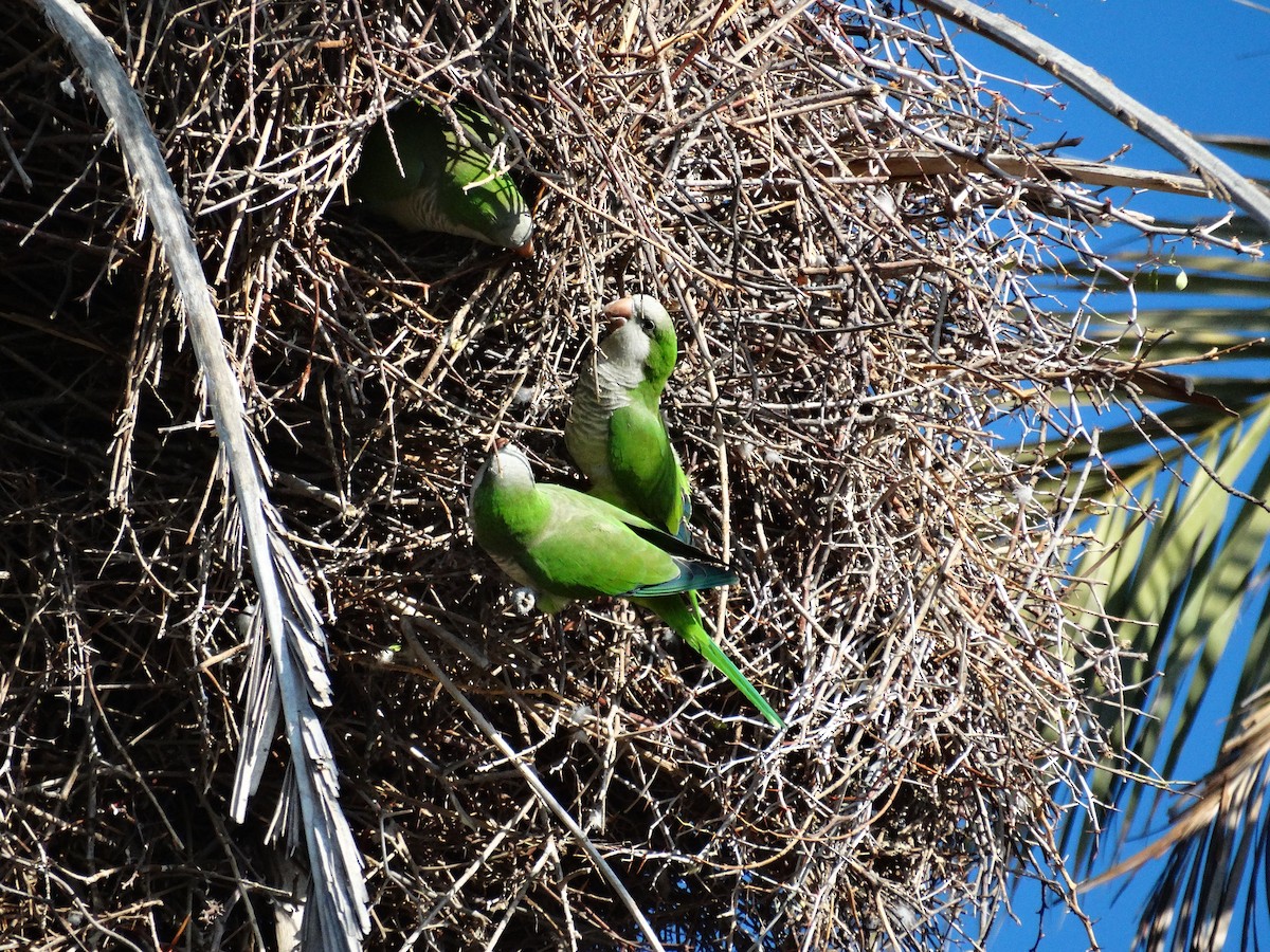 Monk Parakeet - ML614683837