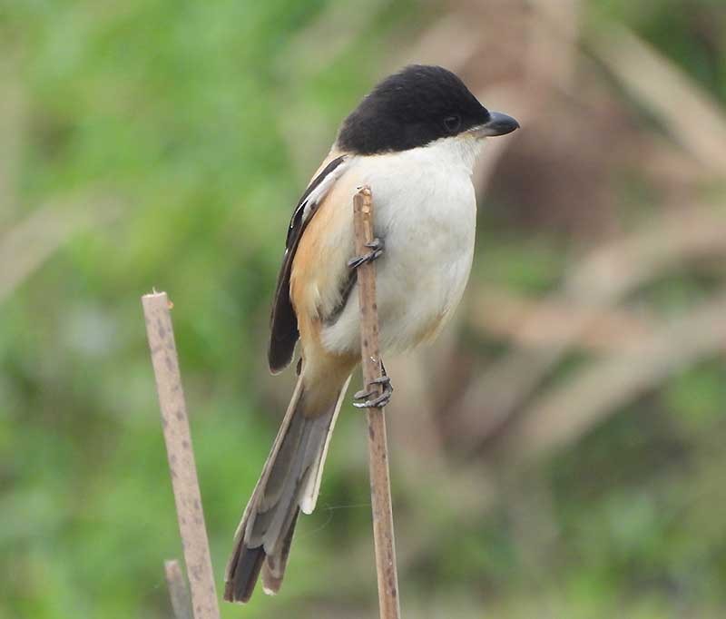 Сорокопуд довгохвостий (підвид tricolor/longicaudatus) - ML614683846