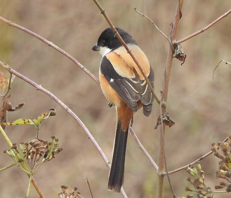 Сорокопуд довгохвостий (підвид tricolor/longicaudatus) - ML614683847