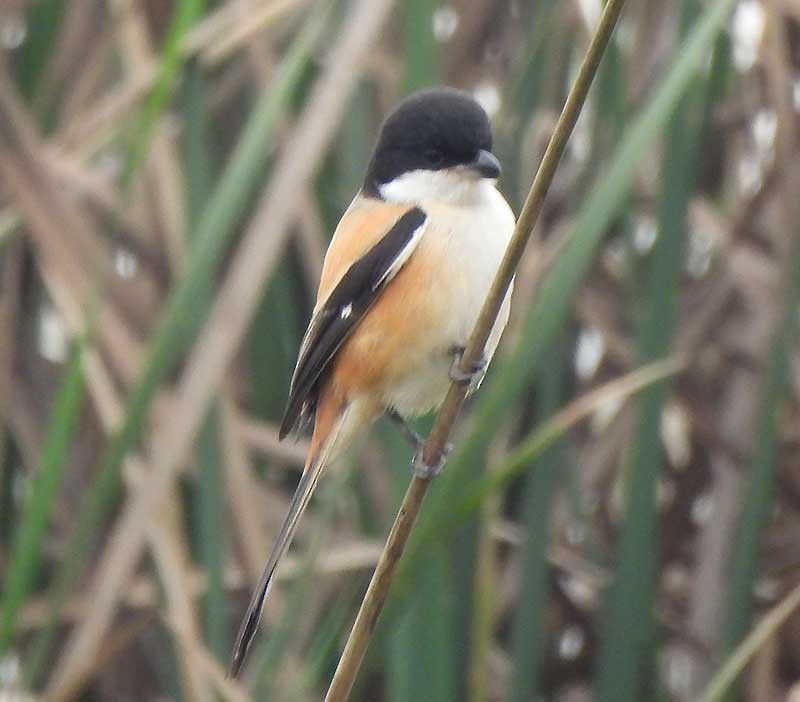 Сорокопуд довгохвостий (підвид tricolor/longicaudatus) - ML614683848