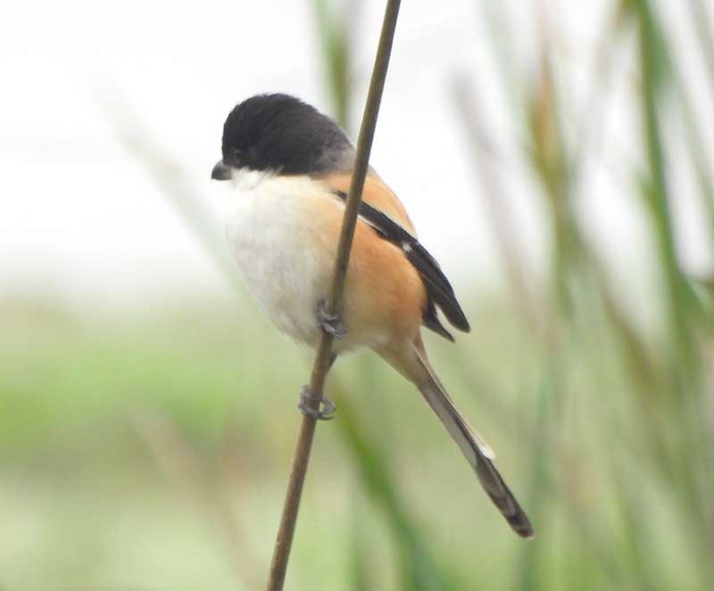 Сорокопуд довгохвостий (підвид tricolor/longicaudatus) - ML614683849