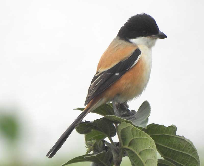 Сорокопуд довгохвостий (підвид tricolor/longicaudatus) - ML614683850