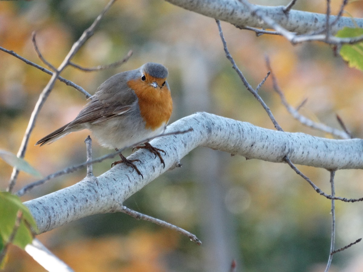 European Robin - ML614683851