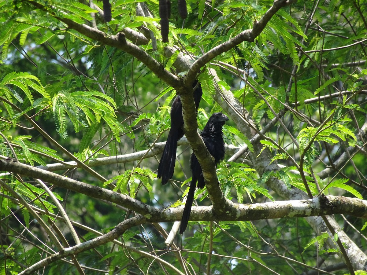 Groove-billed Ani - ML614683859