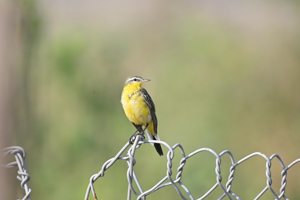 Western Yellow Wagtail (beema) - ML614683867